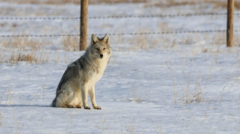 Coyote - 2023-04-09 Alberta